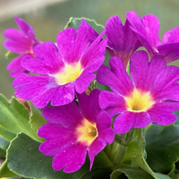 Primula hirsuta 'Lockey's Red'